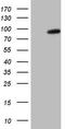 SMAD Specific E3 Ubiquitin Protein Ligase 2 antibody, TA806649, Origene, Western Blot image 