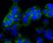 N-Myc Downstream Regulated 1 antibody, NBP2-66969, Novus Biologicals, Immunofluorescence image 