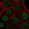 Peroxisome Proliferator Activated Receptor Gamma antibody, HPA063663, Atlas Antibodies, Immunofluorescence image 