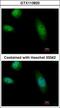 RAD23 Homolog B, Nucleotide Excision Repair Protein antibody, GTX113820, GeneTex, Immunofluorescence image 