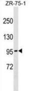 N-Deacetylase And N-Sulfotransferase 4 antibody, abx030020, Abbexa, Western Blot image 