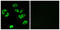 LIRB4 antibody, abx014552, Abbexa, Immunocytochemistry image 