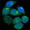 Paternally Expressed 10 antibody, NBP1-28875, Novus Biologicals, Immunofluorescence image 