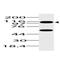 Arf-GAP with SH3 domain, ANK repeat and PH domain-containing protein 1 antibody, MBS668111, MyBioSource, Western Blot image 