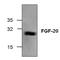 Fibroblast Growth Factor 20 antibody, GTX59882, GeneTex, Western Blot image 