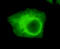 Ubiquitin Like With PHD And Ring Finger Domains 1 antibody, LS-C178308, Lifespan Biosciences, Immunofluorescence image 