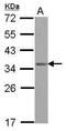 OTU Domain Containing 6B antibody, PA5-31961, Invitrogen Antibodies, Western Blot image 