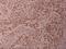 Activating Transcription Factor 2 antibody, A00916T73, Boster Biological Technology, Immunohistochemistry frozen image 