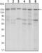 SET Domain Bifurcated Histone Lysine Methyltransferase 1 antibody, GTX80409, GeneTex, Western Blot image 