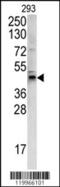 Wnt Family Member 4 antibody, 62-400, ProSci, Western Blot image 