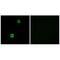 Cystatin SN antibody, A05560, Boster Biological Technology, Immunofluorescence image 