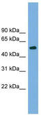 Tubulin beta-4 chain antibody, TA340088, Origene, Western Blot image 