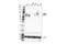 CD226 Molecule antibody, 66631S, Cell Signaling Technology, Western Blot image 