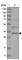 Zinc Finger AN1-Type Containing 2B antibody, HPA035159, Atlas Antibodies, Western Blot image 