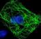 HA tag antibody, GTX29110, GeneTex, Immunocytochemistry image 
