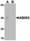 TNFAIP3 Interacting Protein 3 antibody, orb75254, Biorbyt, Western Blot image 