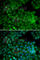 Cyclin Dependent Kinase 7 antibody, A1694, ABclonal Technology, Immunofluorescence image 