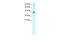 TSC22 Domain Family Member 4 antibody, PA5-40333, Invitrogen Antibodies, Western Blot image 