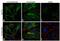 Solute Carrier Family 2 Member 1 antibody, MA1-37783, Invitrogen Antibodies, Immunofluorescence image 