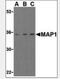 Modulator Of Apoptosis 1 antibody, NBP1-02988, Novus Biologicals, Western Blot image 