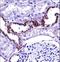 Mucolipin 1 antibody, LS-C164098, Lifespan Biosciences, Immunohistochemistry paraffin image 