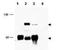 CREB Regulated Transcription Coactivator 1 antibody, orb86595, Biorbyt, Western Blot image 