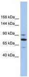 Kinesin-like protein KIF23 antibody, TA334704, Origene, Western Blot image 