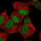 Zinc Finger Protein 358 antibody, HPA063624, Atlas Antibodies, Immunocytochemistry image 