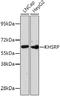 KH-Type Splicing Regulatory Protein antibody, 23-904, ProSci, Western Blot image 