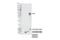 Homeobox D9 antibody, 55962S, Cell Signaling Technology, Western Blot image 