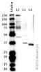Mitochondrial Fission Factor antibody, ab81127, Abcam, Western Blot image 
