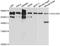 Golgin A4 antibody, abx125890, Abbexa, Western Blot image 