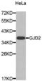 Cx36 antibody, abx002117, Abbexa, Western Blot image 