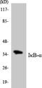 NFKB Inhibitor Alpha antibody, LS-C286287, Lifespan Biosciences, Western Blot image 