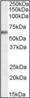 Glucose-6-Phosphate Dehydrogenase antibody, orb88781, Biorbyt, Western Blot image 