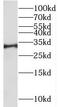 RALY RNA Binding Protein Like antibody, FNab07096, FineTest, Western Blot image 