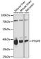 Prostaglandin F2-alpha receptor antibody, GTX66330, GeneTex, Western Blot image 