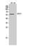 Probable G-protein coupled receptor 75 antibody, STJ93395, St John