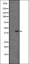 Chemerin Chemokine-Like Receptor 1 antibody, orb335522, Biorbyt, Western Blot image 