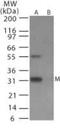 Influenza A H6N1 MP 1  antibody, PA1-41187, Invitrogen Antibodies, Western Blot image 