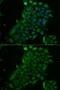 Transcobalamin 1 antibody, GTX32915, GeneTex, Immunofluorescence image 