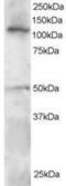 P113 antibody, NB100-1041, Novus Biologicals, Western Blot image 