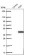 Phosphoglycolate Phosphatase antibody, NBP2-30549, Novus Biologicals, Western Blot image 