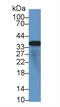 Microfibril Associated Protein 4 antibody, abx128441, Abbexa, Western Blot image 