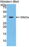 Apelin antibody, LS-C292876, Lifespan Biosciences, Western Blot image 