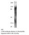 Anoctamin 1 antibody, MBS540429, MyBioSource, Western Blot image 