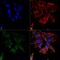 Protocadherin Gamma Subfamily A, 1 antibody, MA5-27615, Invitrogen Antibodies, Immunofluorescence image 