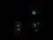 Rhotekin antibody, LS-C787390, Lifespan Biosciences, Immunofluorescence image 