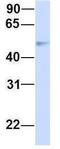 Carbohydrate Sulfotransferase 2 antibody, GTX46441, GeneTex, Western Blot image 