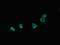 VPS35 Endosomal Protein Sorting Factor Like antibody, orb51782, Biorbyt, Immunofluorescence image 